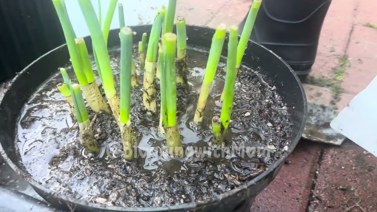 Growing Plants 