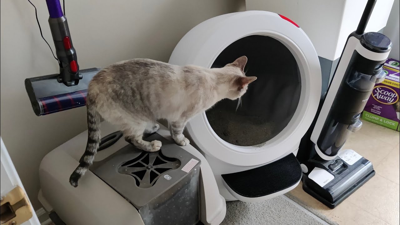 Should You Get The Litter Robot 4?