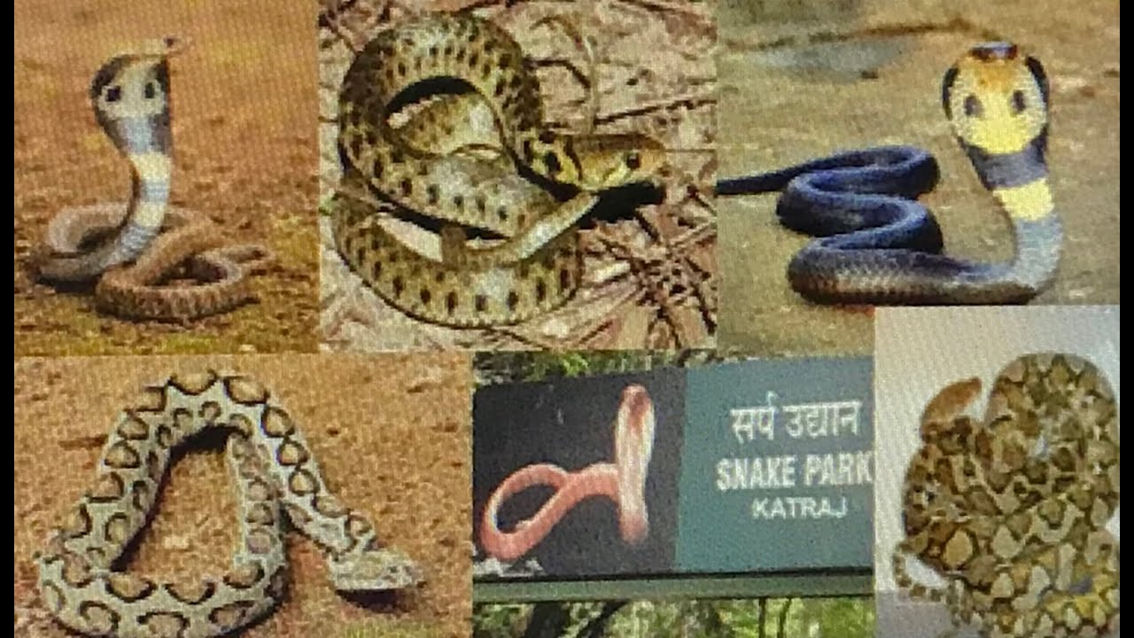 Katraj Snake Park  In Pune /Pune Zoo