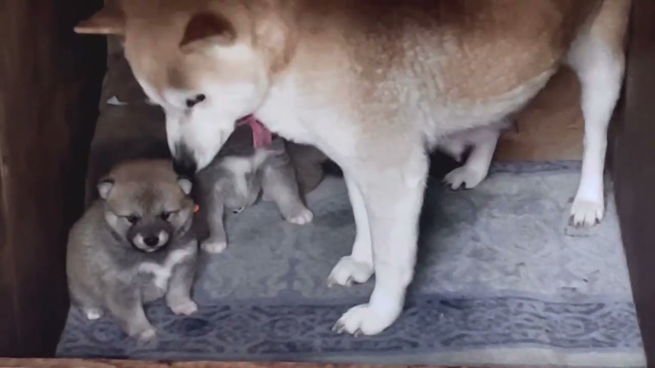癒しの柴ちゃん、2023.1.30生まれの有希の子犬達、親子のふれ愛かな。　柴犬ブリーダー紀伊静火荘