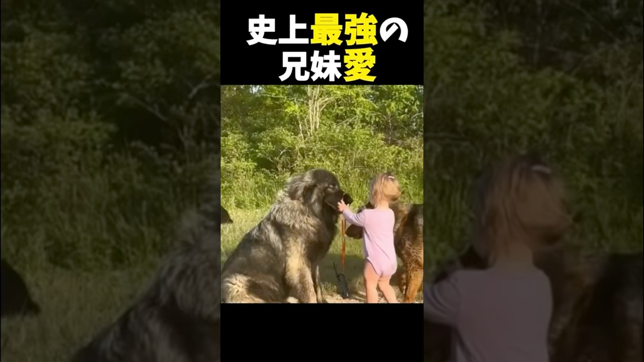史上最強の兄弟愛 