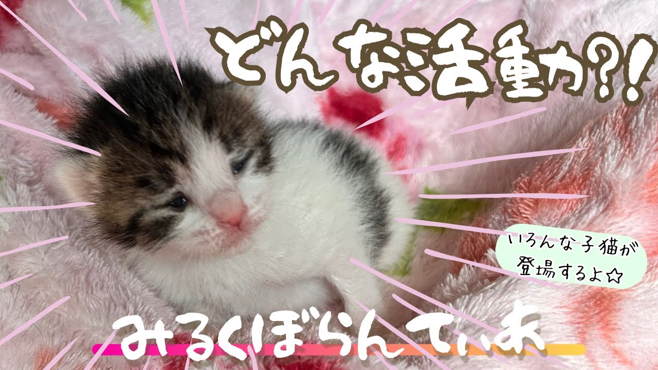 あらためて･･･ミルクボランティアってどんな活動？！