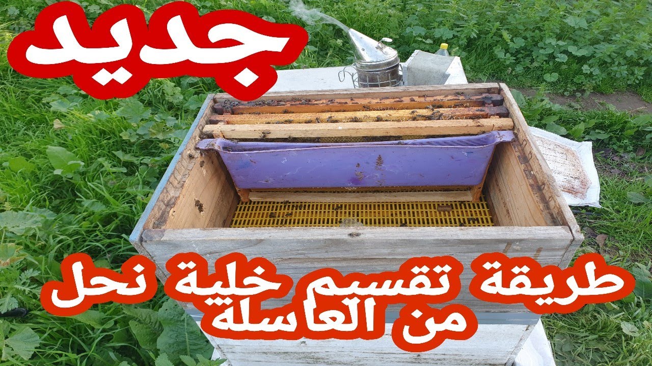 طريقة تقسيم خلية نحل من العاسلة دون البحت عن الملكة