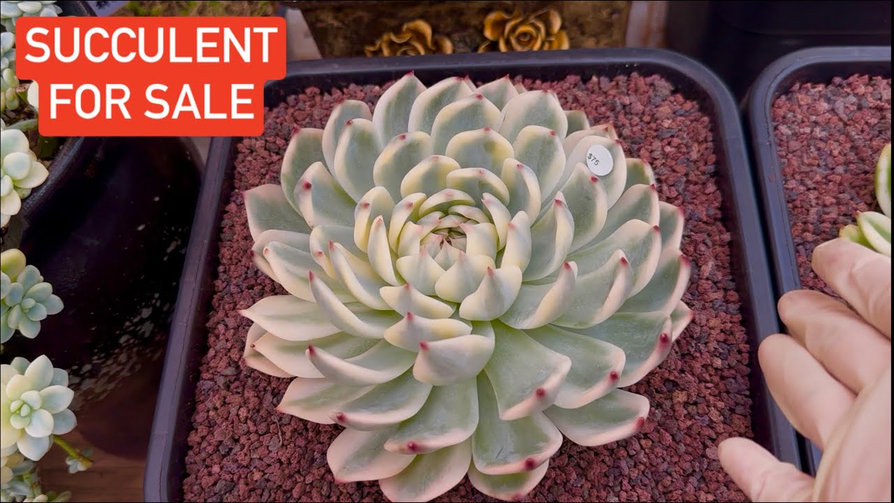 9/18 SUCCULENTS FOR SALE| Lele: 408 883 5495