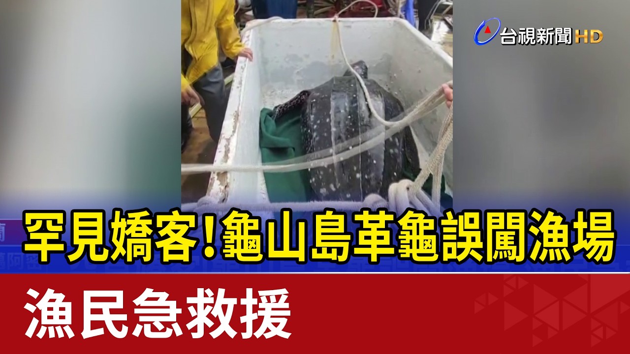 罕見嬌客！龜山島革龜誤闖漁場 漁民急救援