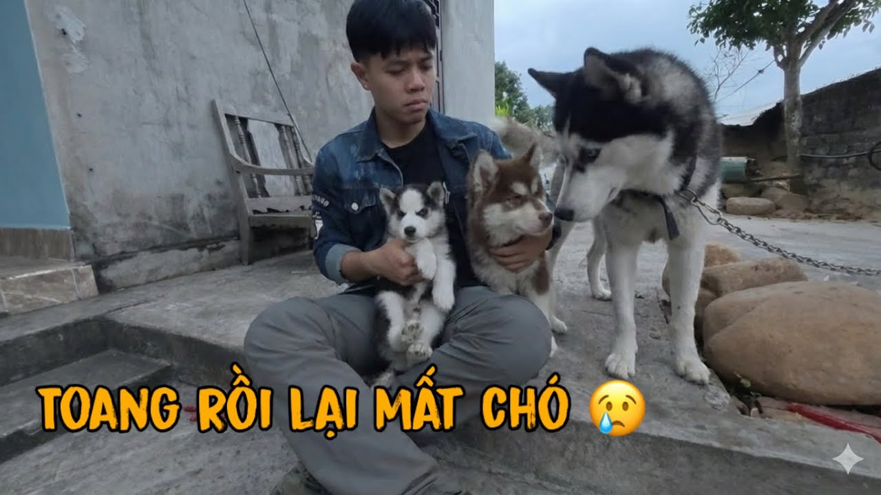 Lần Đầu Gấu Alaska và ngáo husky Gặp Nhau | Dễ Thương Quá