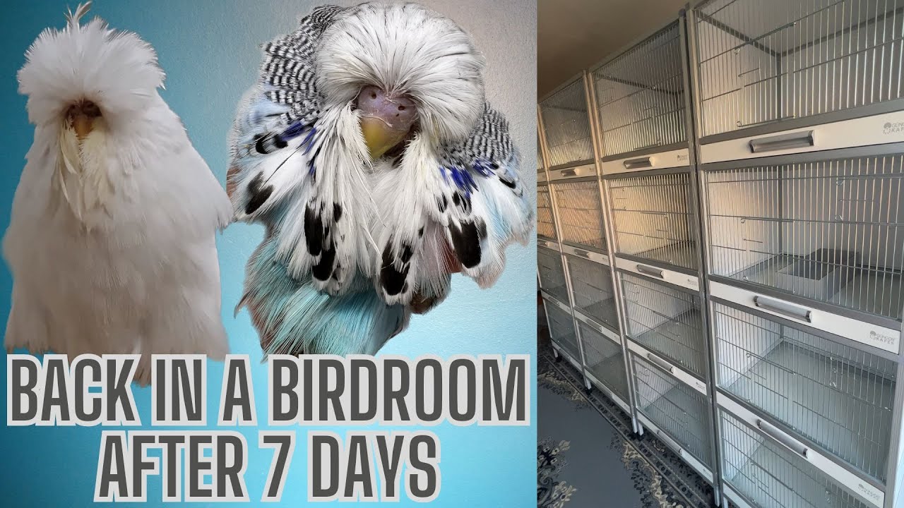 Back in a bird room after being ill for 7 days