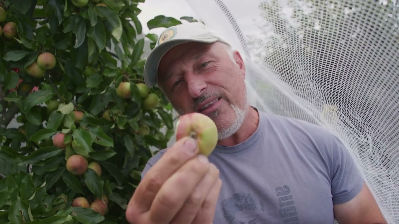 Comparing Apple Trees With and Without Netting