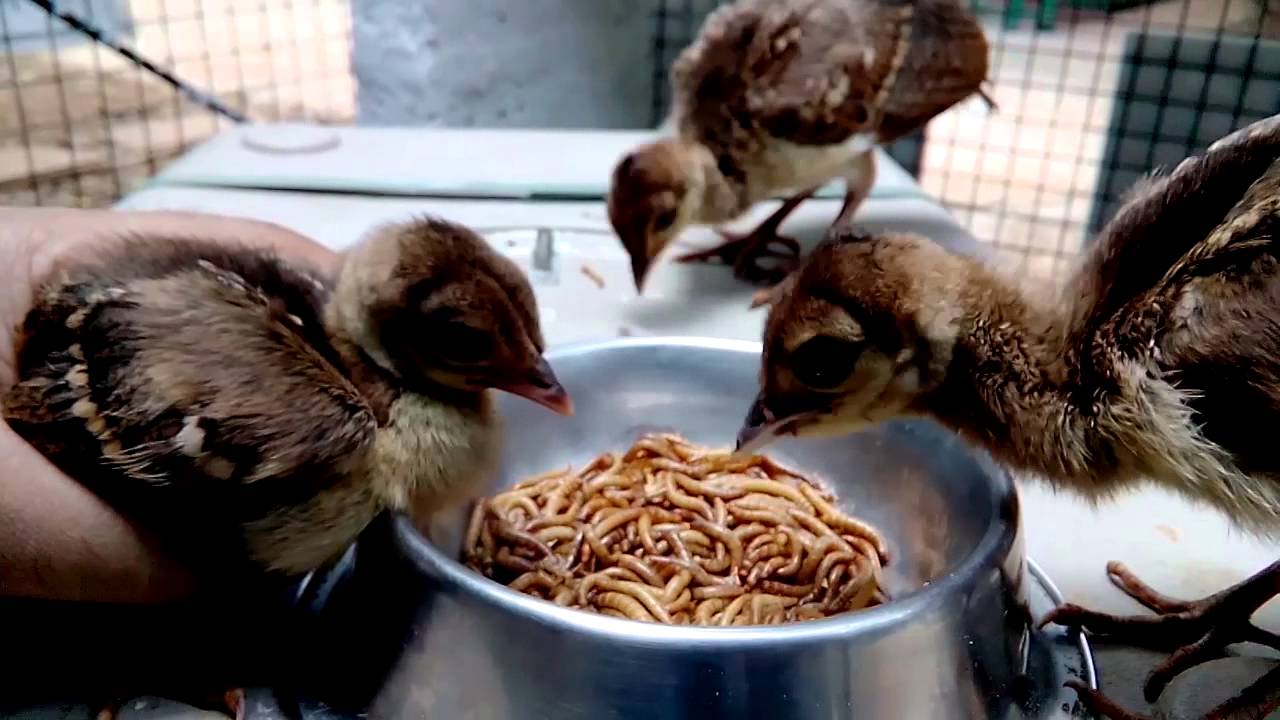 Wildlife Rehabilitation: A Journey of Rescue, Treatment and Release
