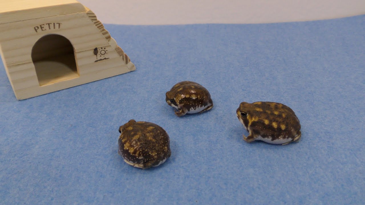 【癒し系】3匹の子豚。アメフクラガエルPretty rain frog！