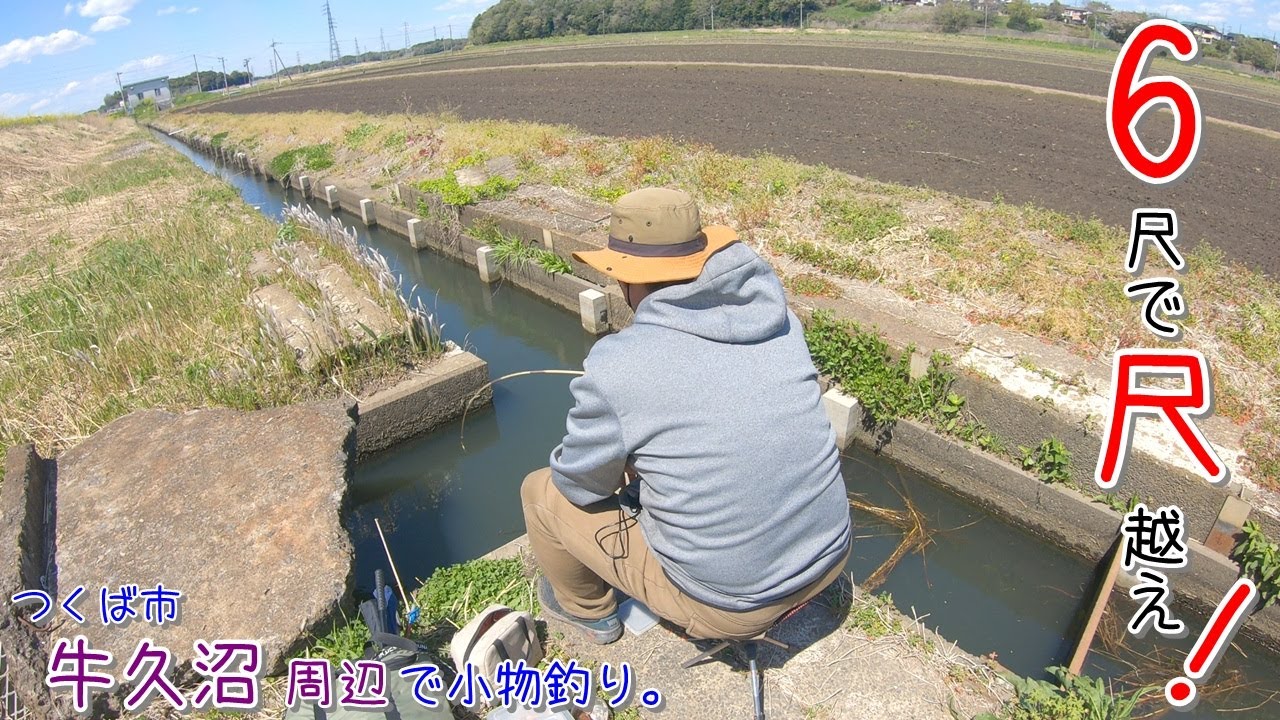 牛久の水路釣り！ 6尺短竿で尺超え〇〇は焦りますー！！   つくば市 牛久沼周辺で小物釣り。