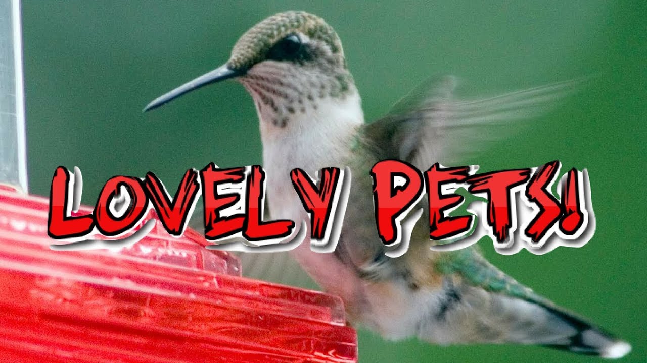 THE MOST SATISFYING VIDEO EVER ! Hummingbird Pool Party ►► Lovely Pets 2018 ◄◄