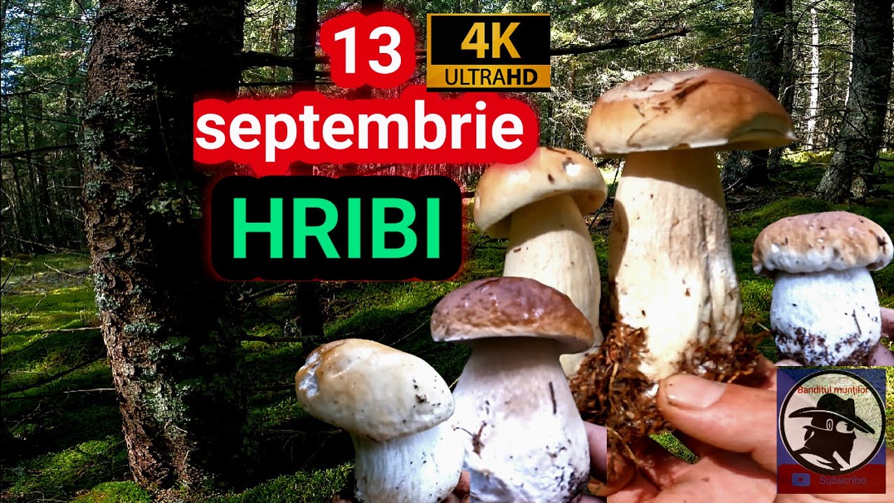 Hribi! 🍄! 13 septembrie! Boletus EDULIS și boletus PINOPHILUS! Am explorat trei păduri 🌲🌲🌲! 