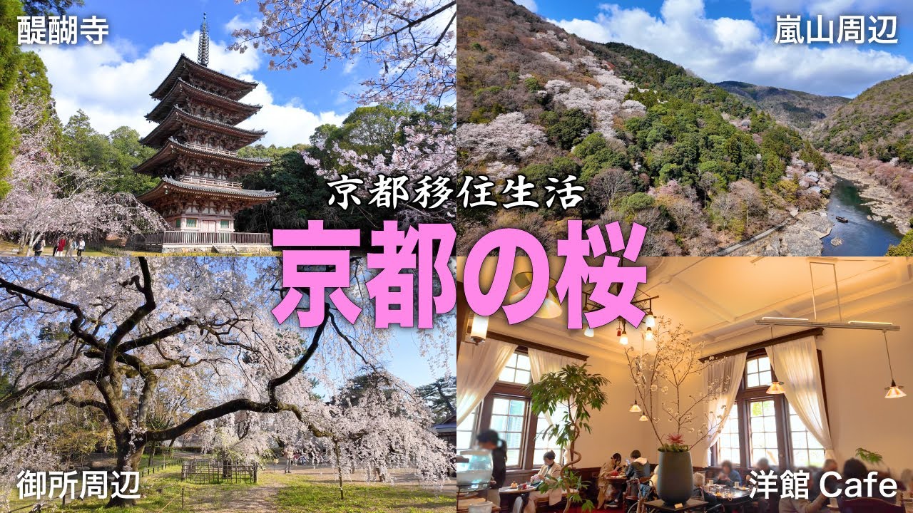 【30代フリーターのVlog】＜前編＞京都移住生活｜京都の桜巡り｜醍醐寺｜嵐山公園｜天龍寺｜広沢池｜京都府庁旧本館｜洋館カフェ｜京都御苑｜本満寺【No.100】