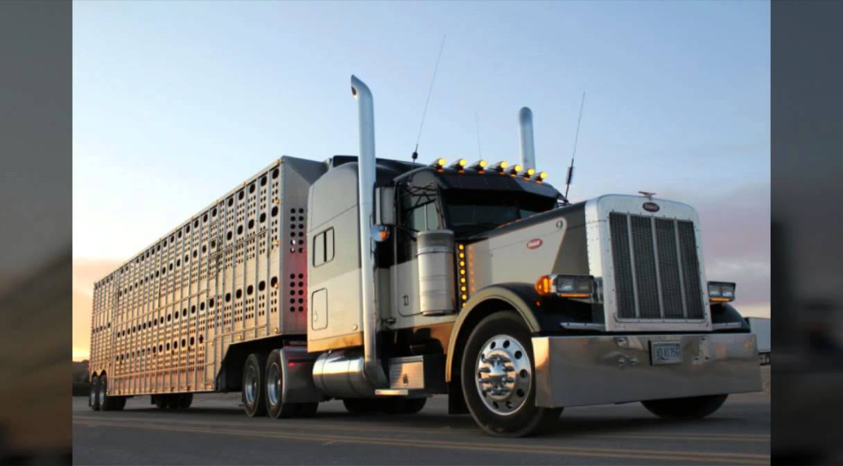 Bad A$$ bull racks.