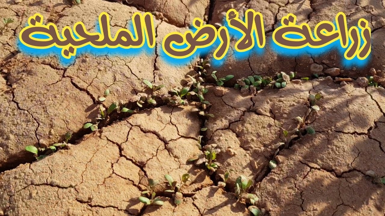 علاج الأراضي الملحية ونجاح زراعة البرسيم الحجازى فيها وأهمية عملية الترقيع