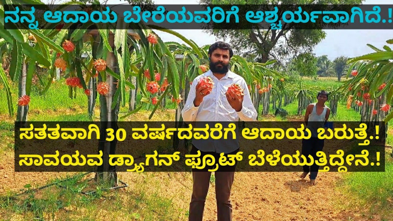 ಸತತವಾಗಿ 30 ವರ್ಷದವರೆಗೆ ಆದಾಯ ಬರುತ್ತೆ.! ಸಾವಯವ ಡ್ರ್ಯಾಗನ್ ಫ್ರೂಟ್ ಬೆಳೆಯುತ್ತಿದ್ದೇನೆ.!