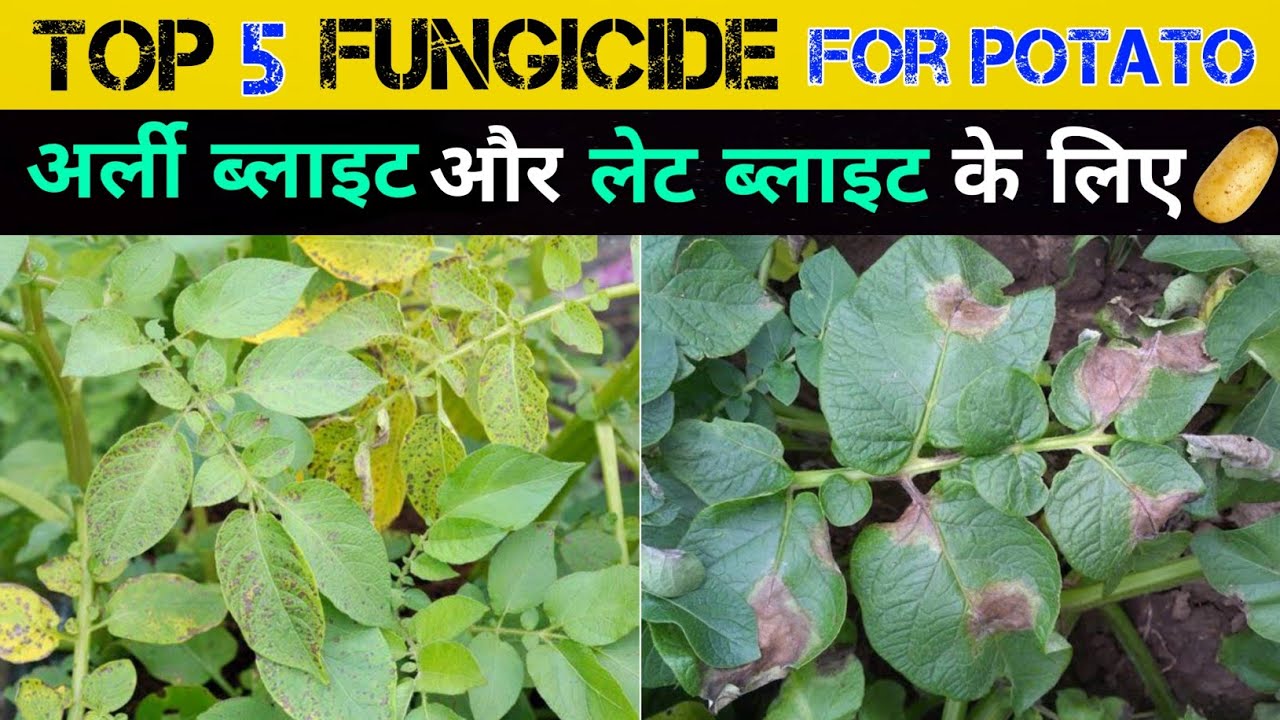 Early blight or Late blight keliye Top 5 Fungicide 🥔 | आलू में झुलसा रोग की टॉप 5 दवा 😱