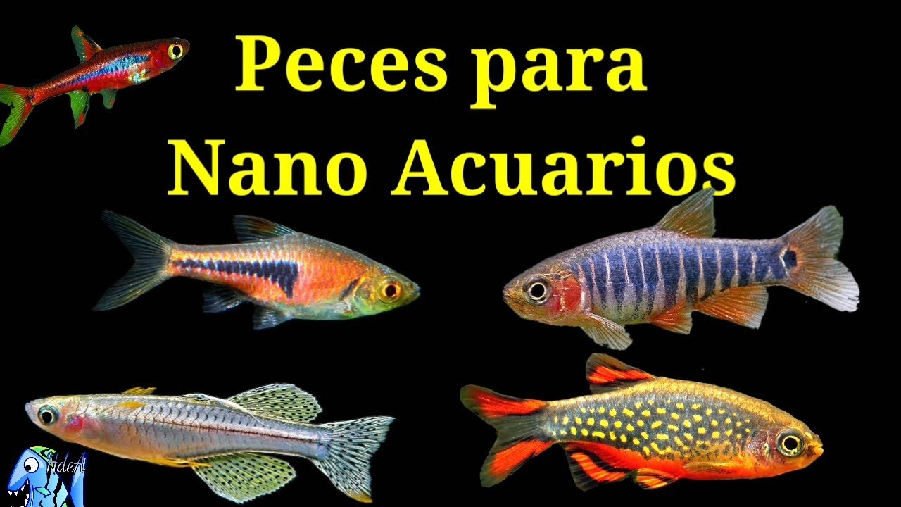 Peces para Nano Acuarios