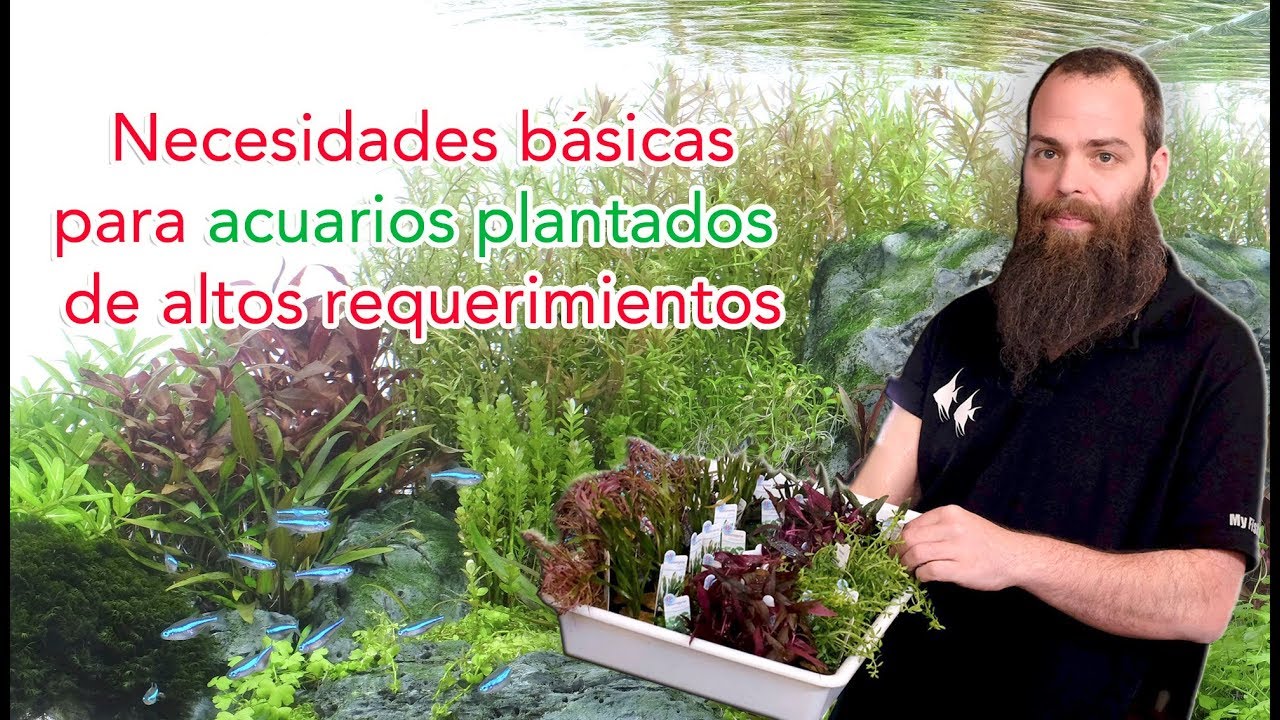 Acuario plantado de altos requerimientos - necesidades básicas