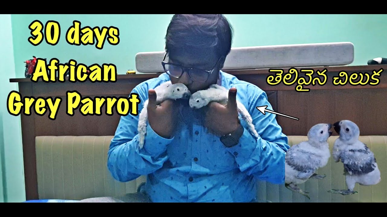 African Grey Parrot Chick | 30 days | Growth Progress | Cute African Grey chicks