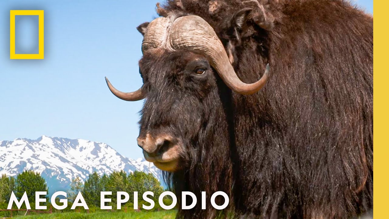 Rescate de Animales en Alaska: MEGA EPISODIO | Nat Geo en Espa&ntilde;ol