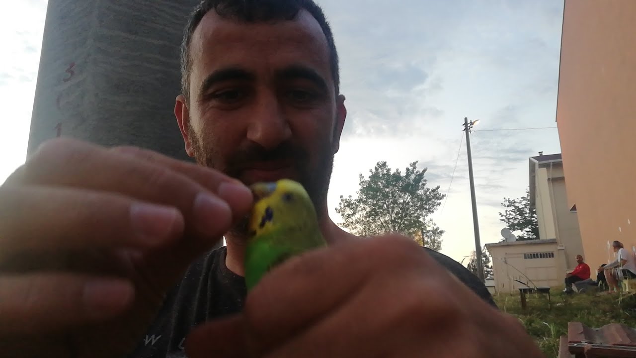 Güzeller Güzeli,Kaçak,Muhabbet Kuşunu Yakaladım.