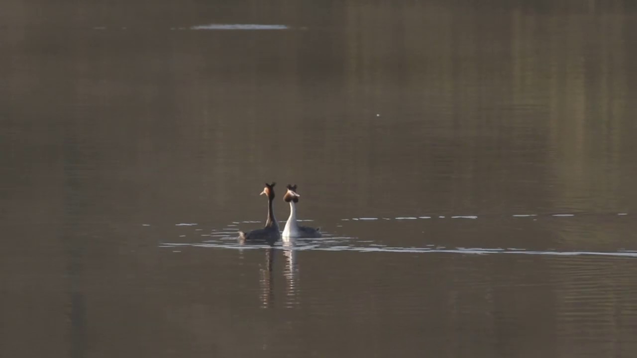 Great Crested Grebe