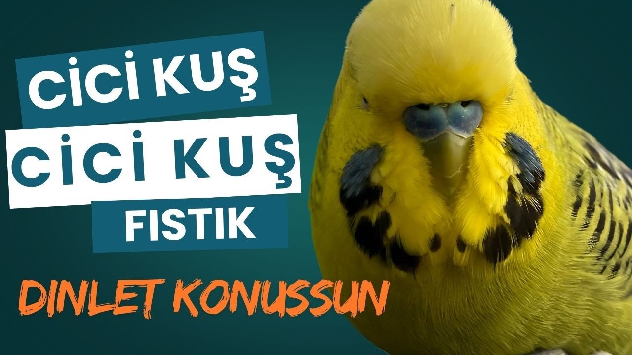 Cici Kuş Cici Kuş Konuşan Muhabbet Kuşu Fıstık Dinlet Konuşsun
