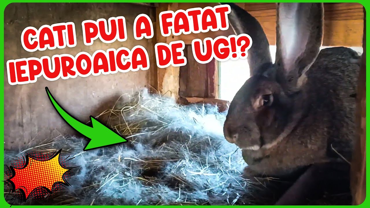 ❗Ultimul videoclip din 2022❗ Cati iepuri a fatat iepuroaica de Urias German❓❗🐇 LA MULTI ANI❗🥳🎉