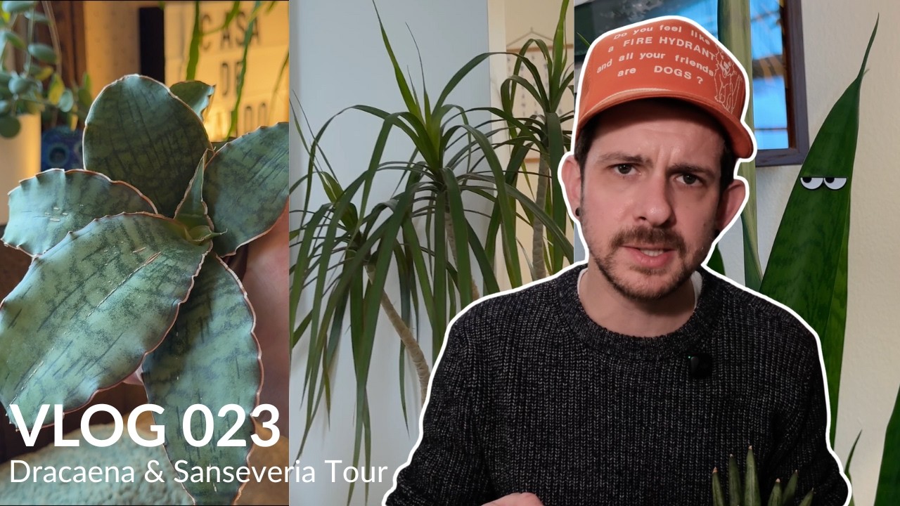 Dracena i Sansewieria &ndash; zwiedzanie roślin doniczkowych: wężownica, język teściowej, dracena smocz...