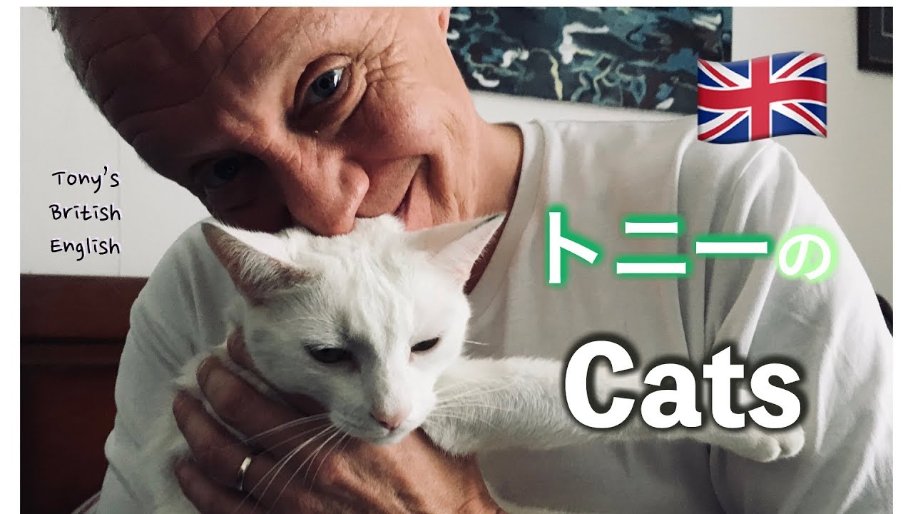 （猫とイギリス英語）Cats