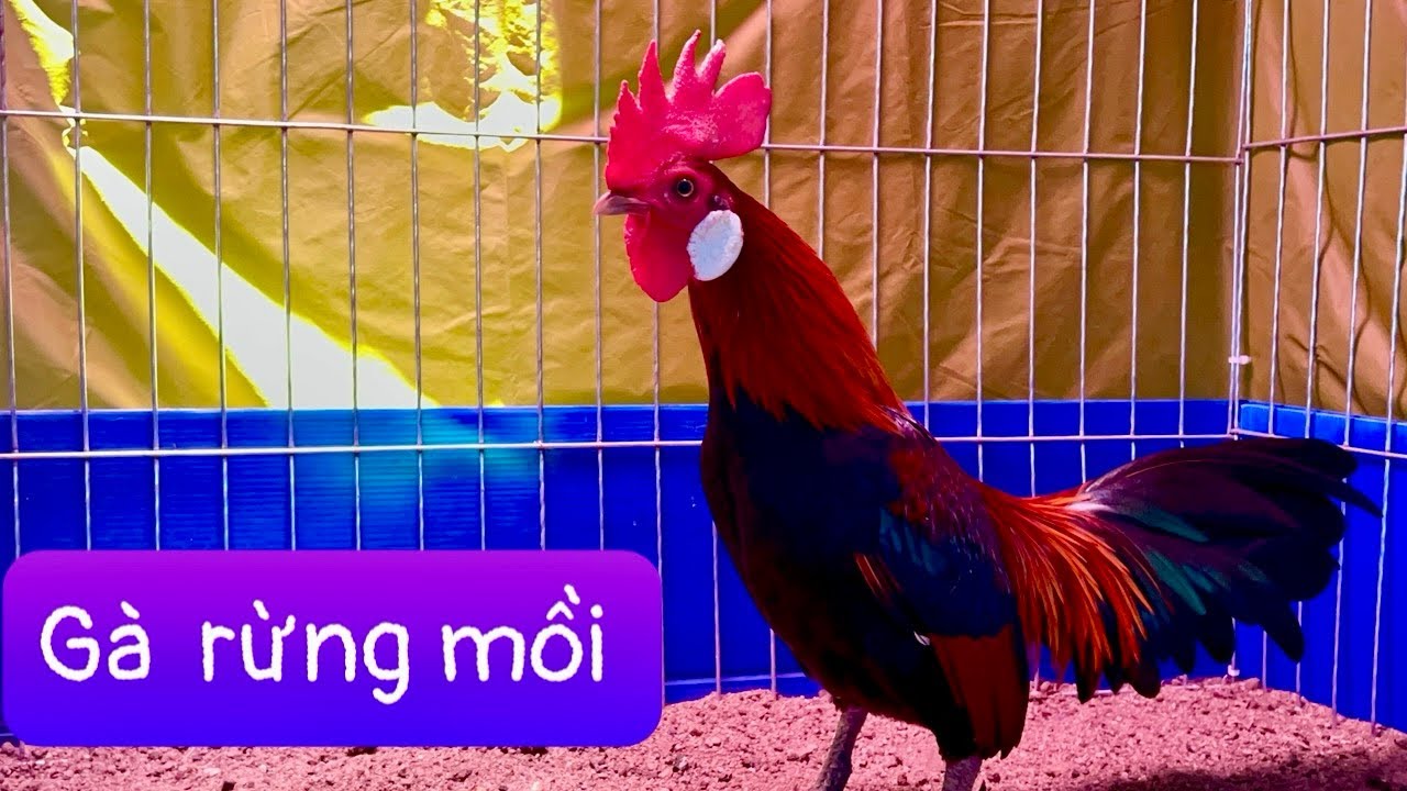 B&aacute;n g&agrave; rừng mồi gi&aacute; rẻ 2025
