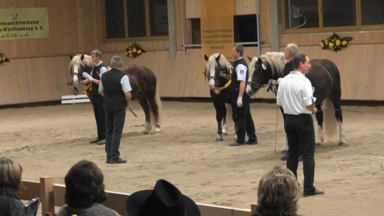 Kaltblutkörung Sankt Märgen am 20.10.2012 - Körsiegerhengst + Prämierung JHP