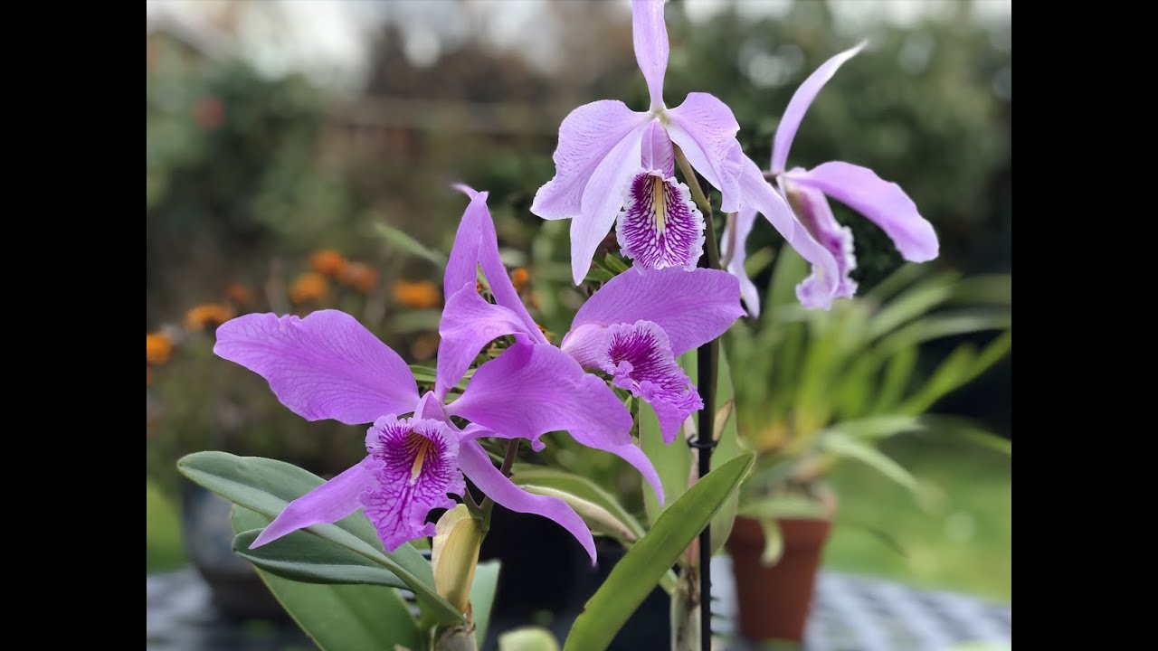 Cattleya maxima lowland type (tall) vs. upland type(short) 💛💙