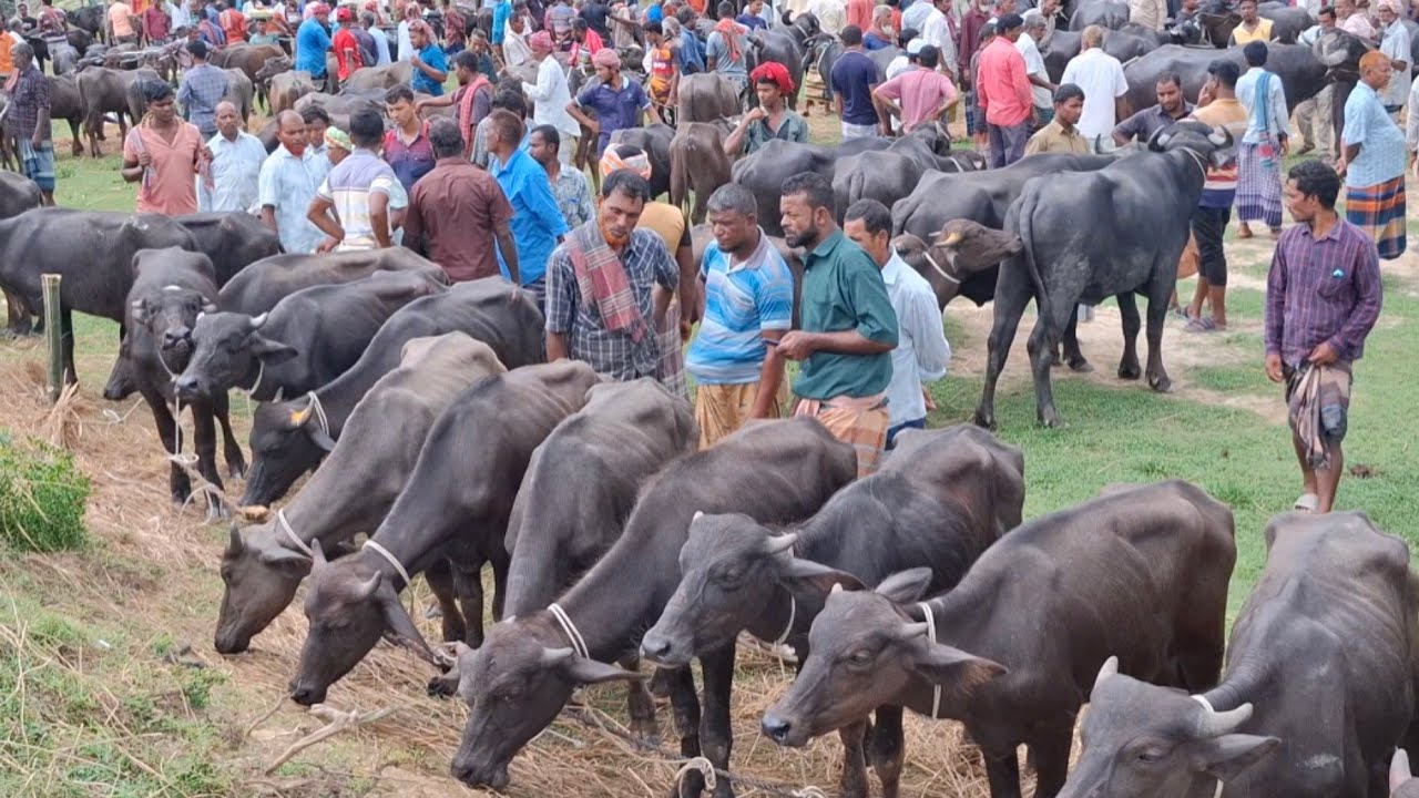 @আজ ২৩/৮/২৫ | মহিষের বাচ্চার ভরপুর আমদানি! এতো বাছুর কোথা থেকে আসলো?  ছোট ছোট মহিষের বাচ্চার দাম 