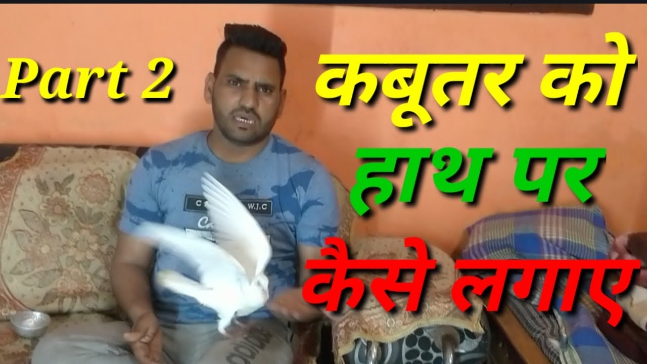 Kabutar Ko haath pr kese lagaye.Part.2