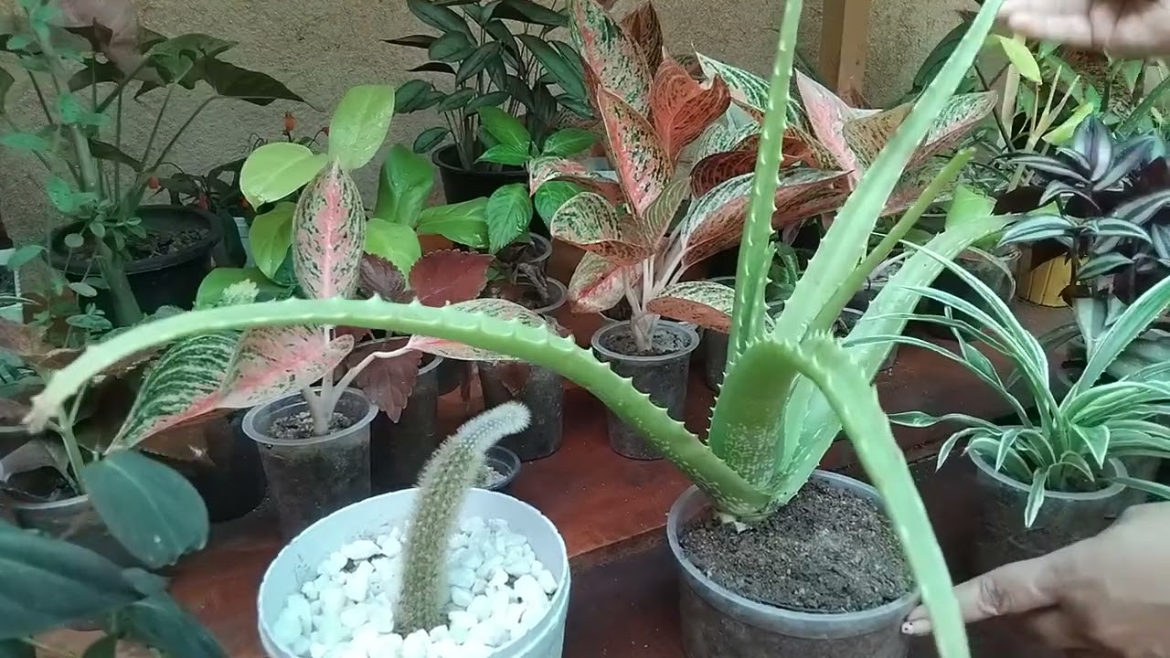 මුළුතැන්ගය  ඇතුලෙහි තැබිය  හැකි  ශාක..