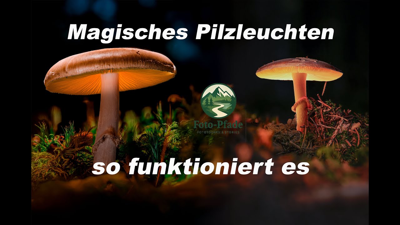 Leuchtende Pilze - ganz einfach zum schönen Bild