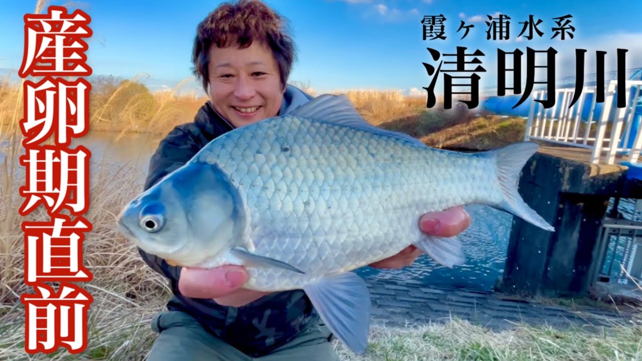 霞ヶ浦から乗っ込みで遡上する巨ベラ狙い。大型のヘラブナを釣り上げる【清明川】
