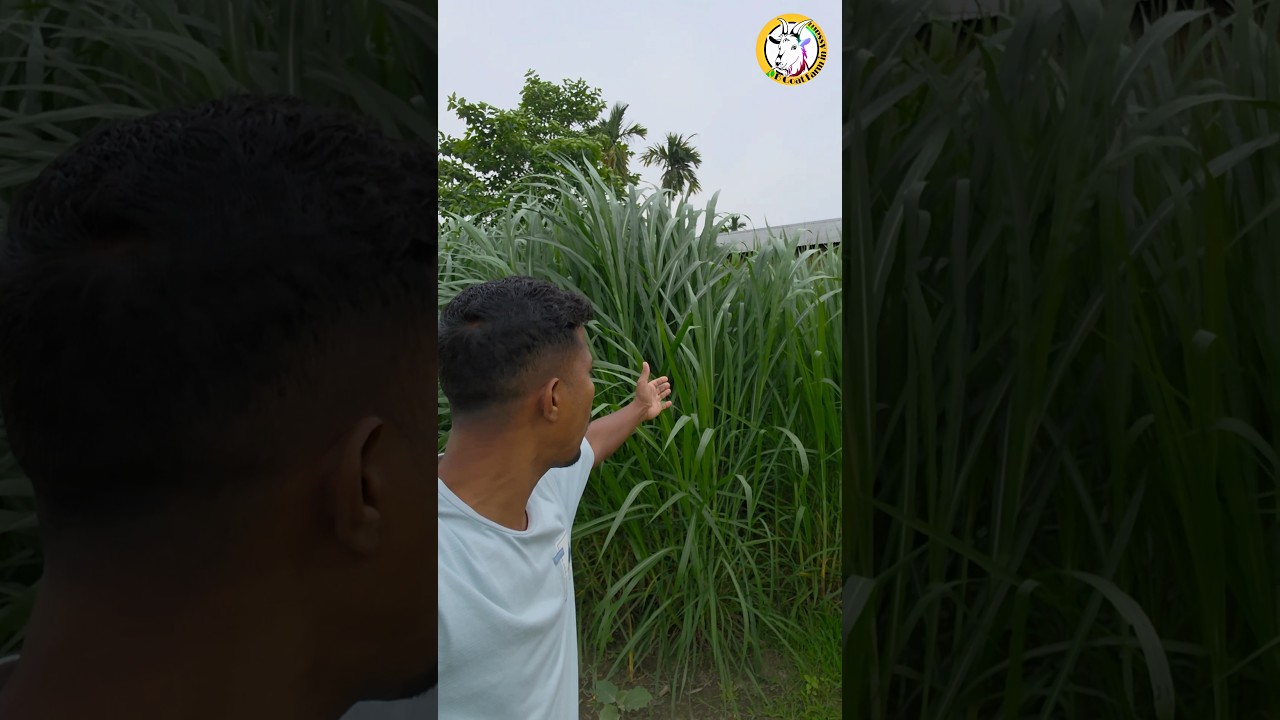 Napier Grass #farming #goatfarminassam #goat #goatbreeds #supernapiergrass #napiergrass