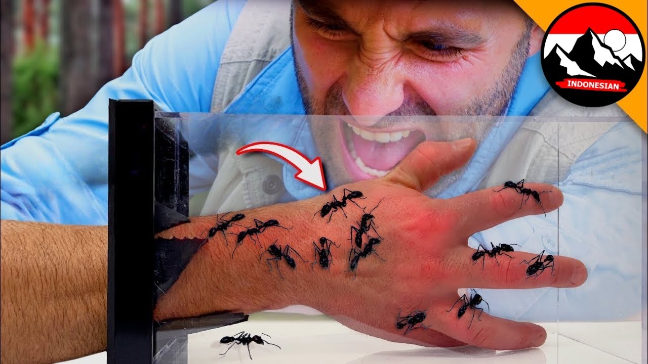 Sekotak semut beracun 🐜 Apakah semut peluru akan menyengat saya?