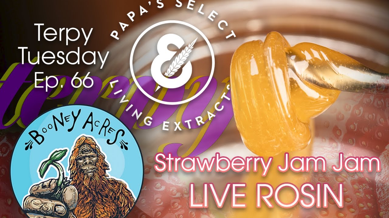 Terpy Tuesday Ep. 66: Papa's Select & Booney Acres Strawberry Jam Jam Live Rosin