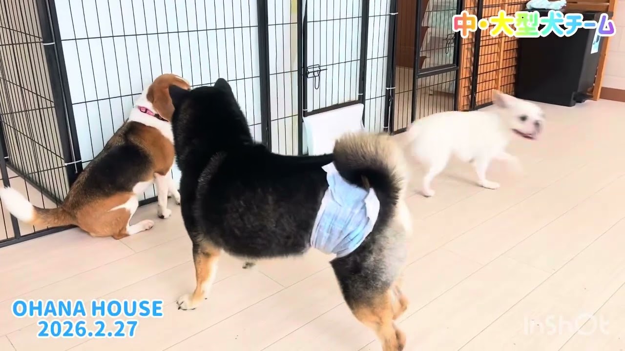広場あそび（中・大型犬チーム）