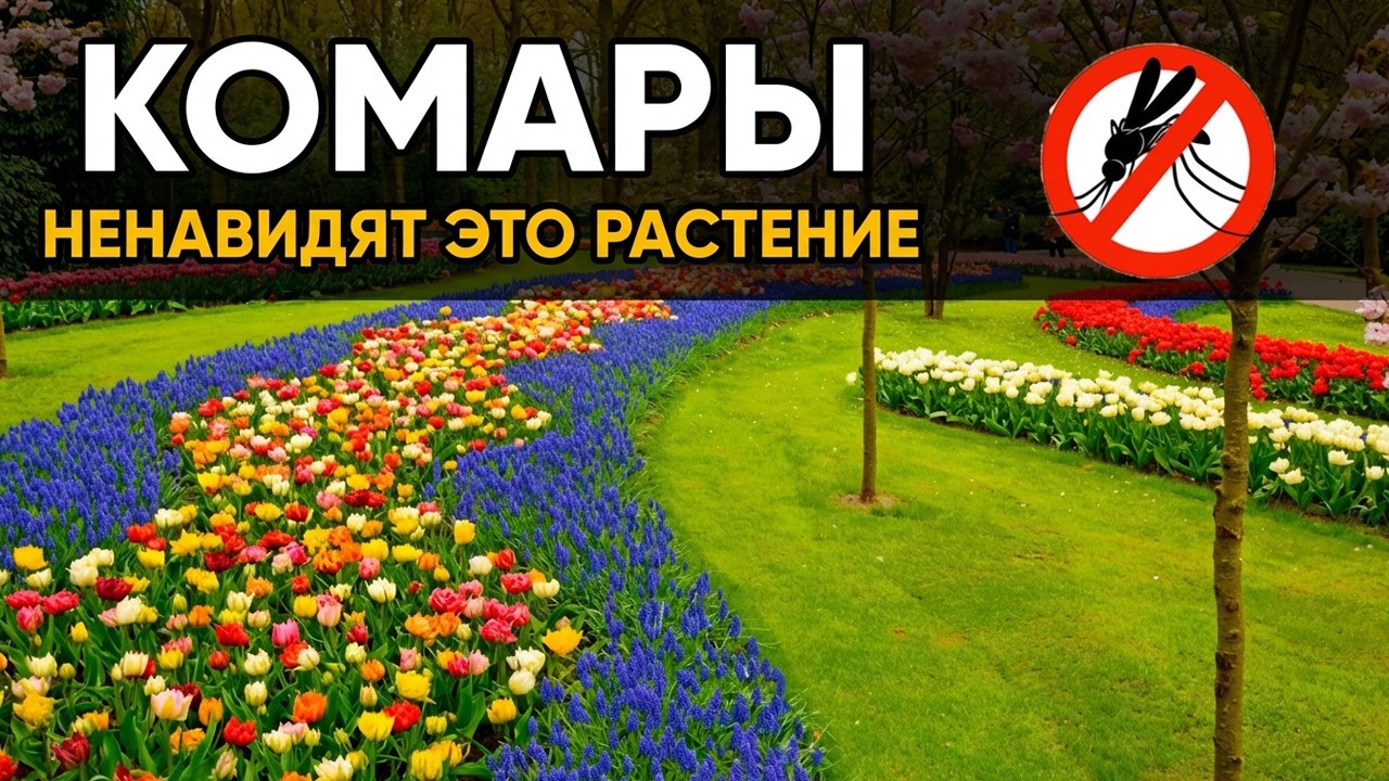 10 растений, которые естественно ОТПУГИВАЮТ комаров!