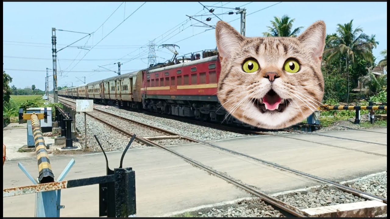 Funny CAT Headed Intercity Express Furious Crossing At Railgate