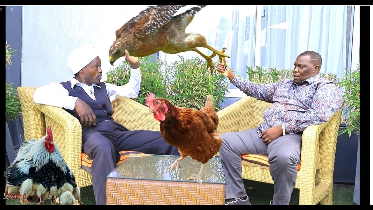 Githingithia na Njaramba - Uthu wa Nguku na Rwigi [Chicken and Hawk enmity]
