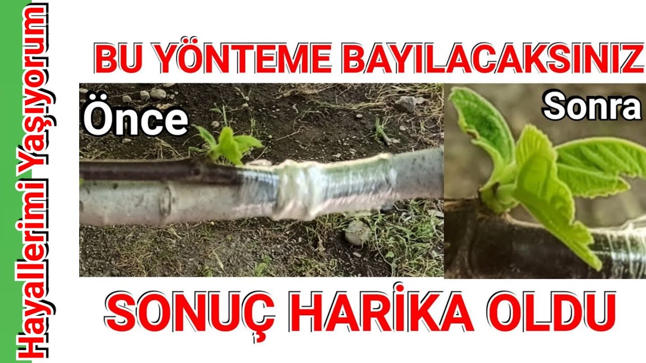 Hiç Duymadığınız Bir Aşılama Yöntemi, Köprü Aşı Nedir, Nasıl Yapılır