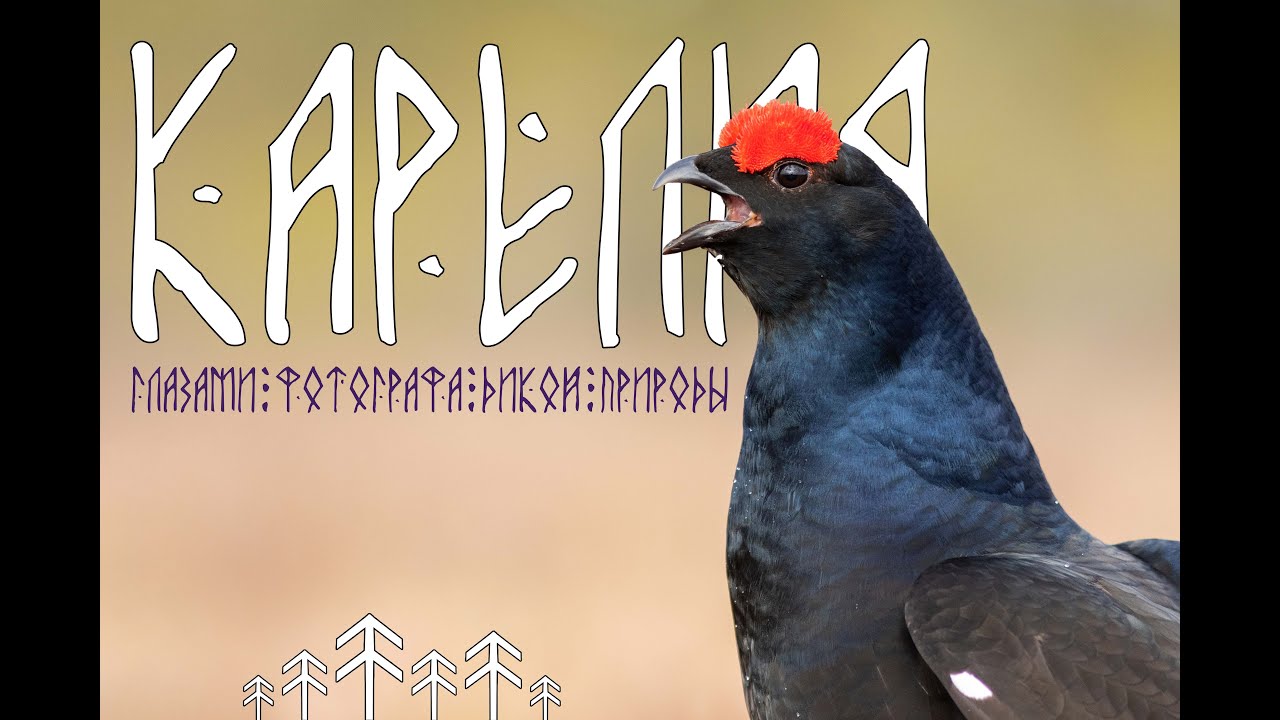 Карелия глазами фотографа дикой природы🌲🌲🌲