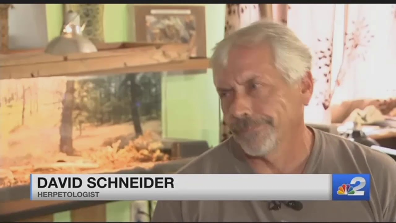 Two-headed rattlesnake found in New Jersey forest